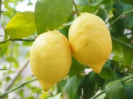 Meyer Lemon Tree Citrus Limon