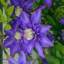 blue clematis vine