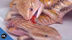 Lizard SEX! SnakeBytesTV EP. 419 AnimalBytesTV - YouTube