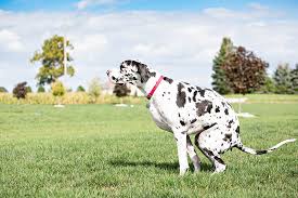 How To Potty Train A Great Dane 10