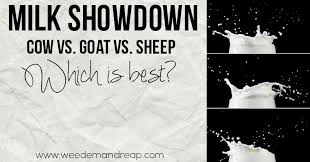 Milk Showdown Cow Vs Sheep Vs Goat Which Is Best