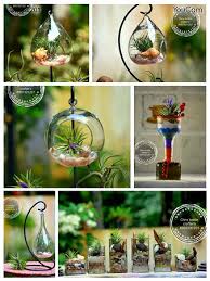Crafted Glass Bottle Pots With Indoor