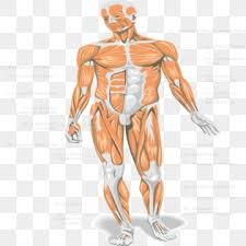 anatomy png transpa images free