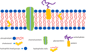 cell membrane composed of phospholipid