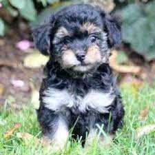 Find your new family member today, and discover the puppyspot difference. Yorkiepoo Puppies For Sale Available In Tucson Phoenix Az