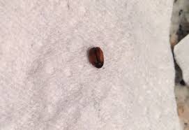 carpet beetle larva and from