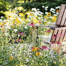 how to plant a mini meadow