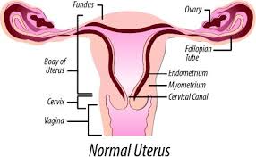 National Uterine Fibroids Foundation
