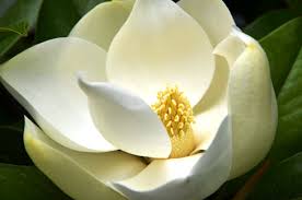 It is a deciduous magnolia and medium in size with a height range between 50 and 80 feet and mature diameters between 2 to 3 feet. Magnolia Grandiflora Wikipedia