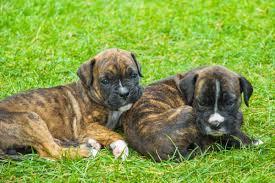 Top quality boxer breeder in texas since 2001. Best Boxer Breeders 2021 10 Places To Find Boxer Puppies For Sale