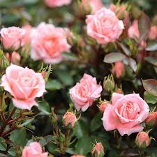 Rosa Flower Power Frycassia Pbr