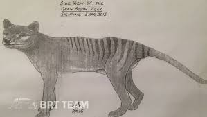 Is the thylacine still out there ? Booth Richardson Tiger Team Releases Alleged New Images Of Thylacine The Ararat Advertiser Ararat Vic