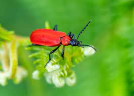 Besonders groß ist der schaden durch den käfer, wenn er sich zu beginn des austriebs einnistet. Rote Kafer Im Garten Die 6 Haufigsten Arten In Deutschland