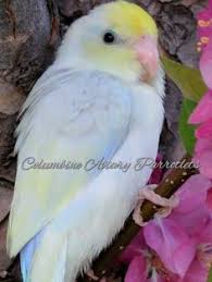 22 Best Parrotlets Images Pet Birds Birds Beautiful Birds