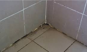 7 tips to get rid of mold in shower caulk