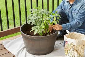 Growing Vegetables In Containers Better Homes Gardens