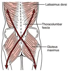 Your hip flexors raise the thigh toward the abdomen. The Anatomy Of The Glutes And Their Role In Lower Back Pain Gw Osteopathy