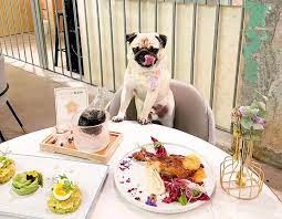dog friendly restaurants in hong kong