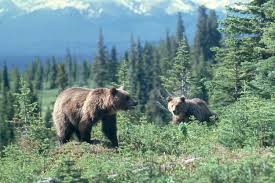 Grizzly Bear Alberta Wilderness Association