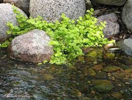 Small Plants For Small Ponds About
