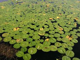 Image result for lily pads images