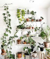 Plant Aesthetic House Plants Indoor