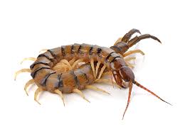 Are Centipedes Dangerous