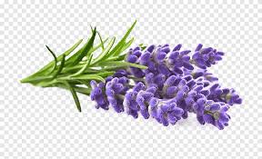 Receive free shipping on orders $35+! English Lavender Doterra Essential Oil Lavender Oil Lavender Purple Violet Png Pngegg