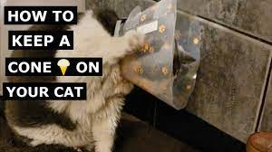 a cat removing a e collar cone