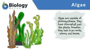 algae definition and exles
