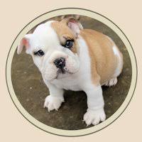 Find french bulldogs & puppies for sale across australia. Leslie S Oklahoma French English Bulldogs Lesliesbulldogs Twitter