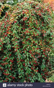 How many cotoneaster salicifolius (willow leaf cotoneaster) do i need for my garden? Cotoneaster Salicifolius Autumn Fire Stockfotos Und Bilder Kaufen Alamy