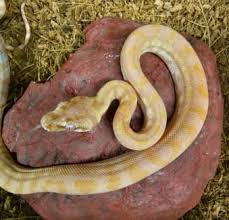python pets gumtree australia free