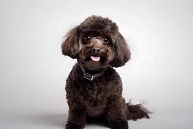 cute little and funny dark brown poodle