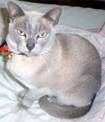 There's only a slight difference between the two, and that is the type of color. Burmese Cats Photos And Breed Information