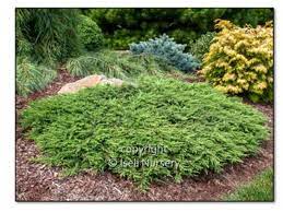 juniper green carpet 3 gal gulley