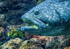 Image result for catching grouper in the gulf