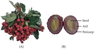 nephelium hypoleu kurz fruit