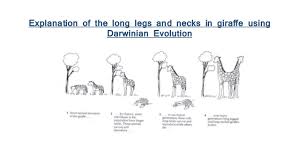 Darwins natural selection worksheet name _____ read the following situations below and identify the 5 points of darwin's natural darwins natural selection answer key linked to darwin's natural selection worksheet answer key, yahoo answers is usually a rapidly growing. Evolution