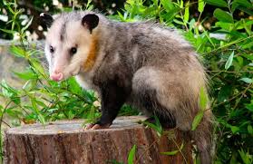 Possum Opossums Catseye Pest Control