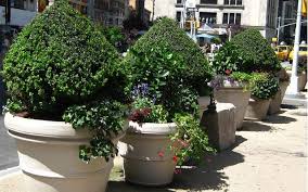 Tree Pots How To Successfully Plant