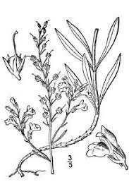 Plants Profile for Linaria repens (striped toadflax)