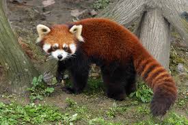 Image result for panda red