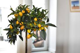 frost tips for citrus espoma
