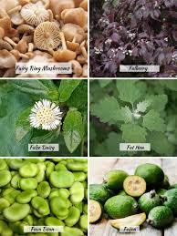 46 vegetables that start with f