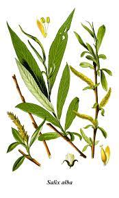 Salix alba (white willow) is a species of willow native to europe and western and central asia. Silber Weide Wikipedia