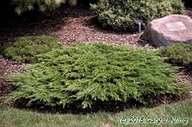 juniperus sabina calgary carpet habit