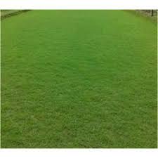 There are approximately 3.3 pieces of grass per square yard=150 pieces per pallet. Green Korean Grass Lawn Carpet Rs 8 Square Feet Mayur Nursery Id 16406422388