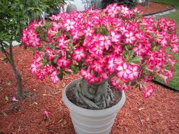 desert rose plant list of types with