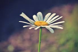 Image result for first day of spring